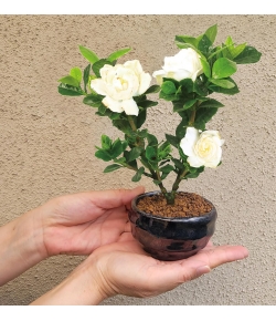 Buy Plants from Japan - Gardenia Bonsai