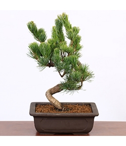 Online Plant Shop Japan - Pine Pot