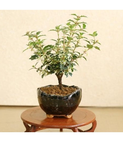 bonsai japan online shop