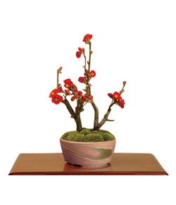 Japan Plant Shop – Chinese Quince Bonsai