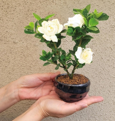 Buy Plants from Japan - Gardenia Bonsai