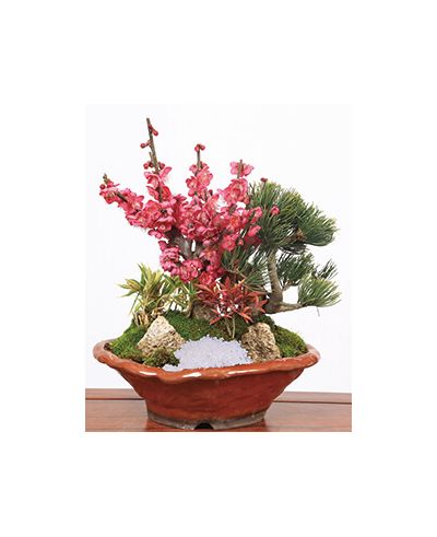 Bonsai Pine japan